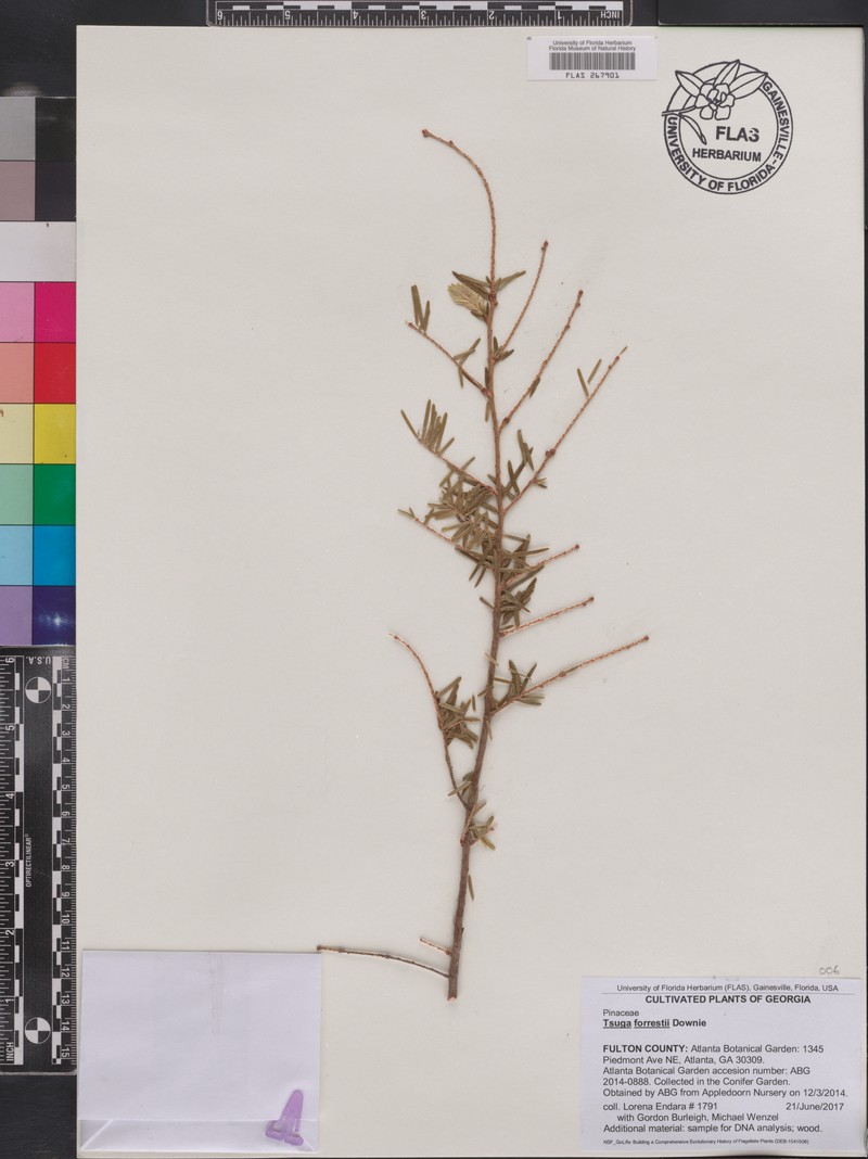Tsuga forrestii