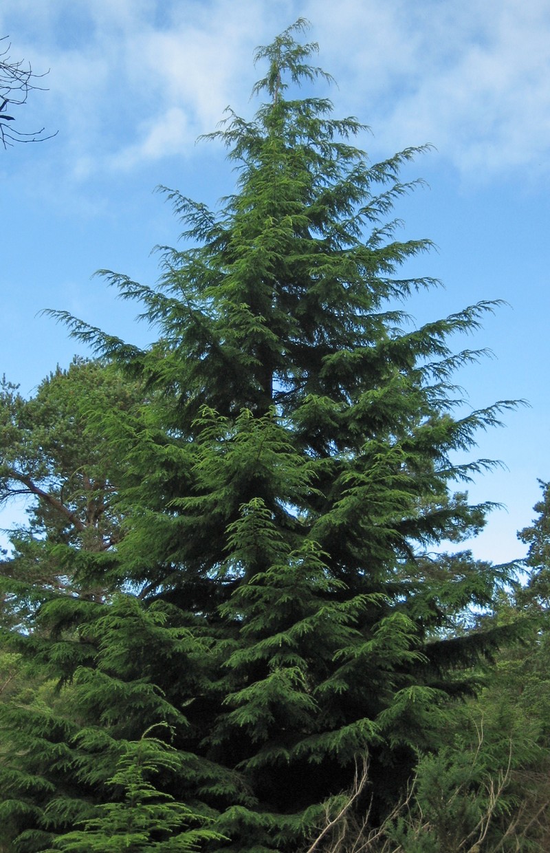 Western Hemlock photo 2