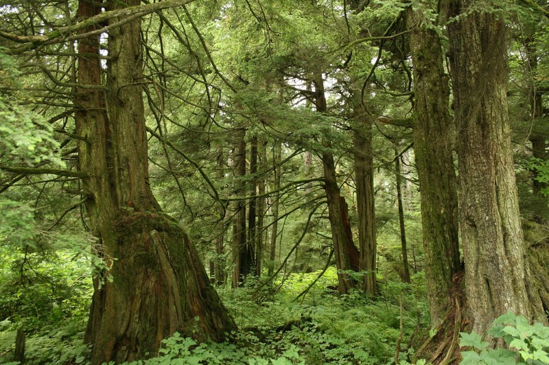 Western Hemlock photo 3