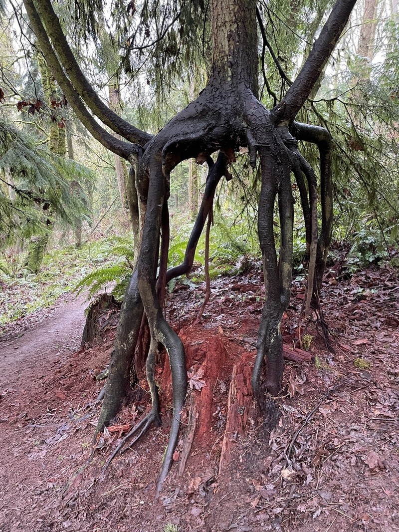 Western Hemlock photo 4