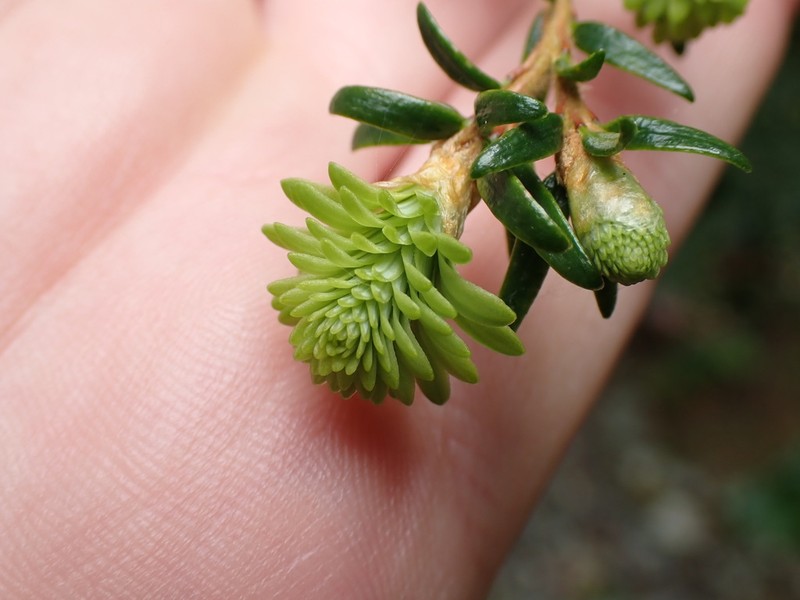 Western Hemlock photo 5