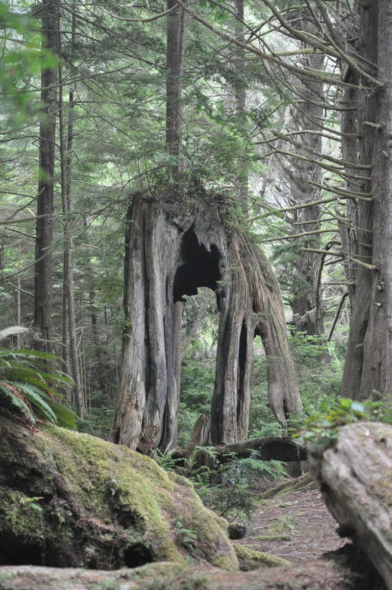 Western Hemlock photo 6