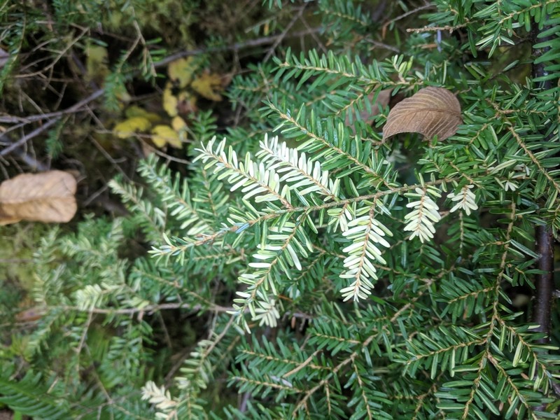 Western Hemlock photo 7