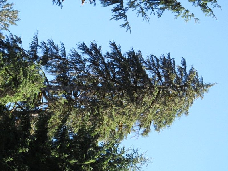 Western Hemlock