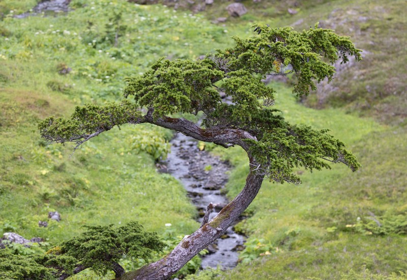 Mountain Hemlock photo 4