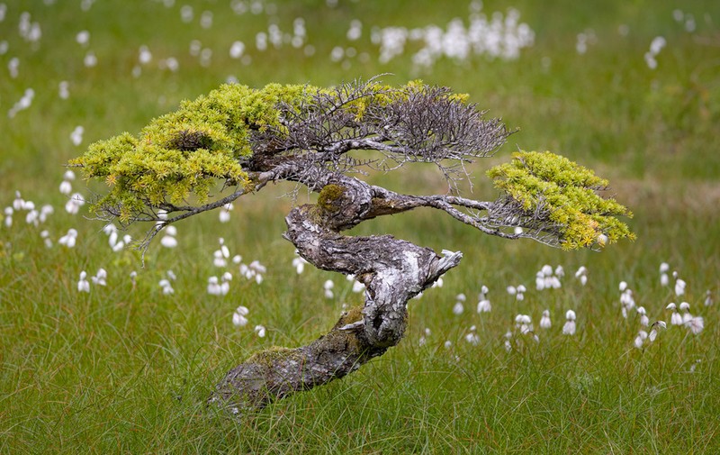 Mountain Hemlock photo 5