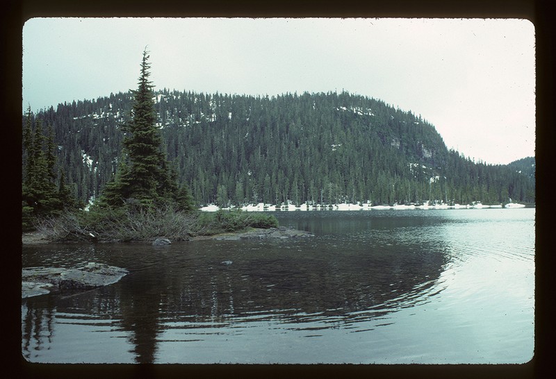 Mountain Hemlock photo 6