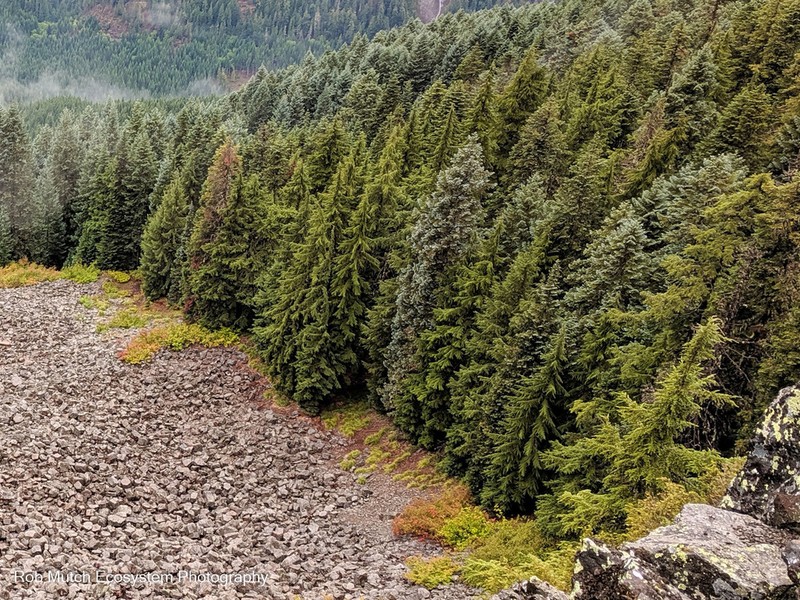 Mountain Hemlock photo 7