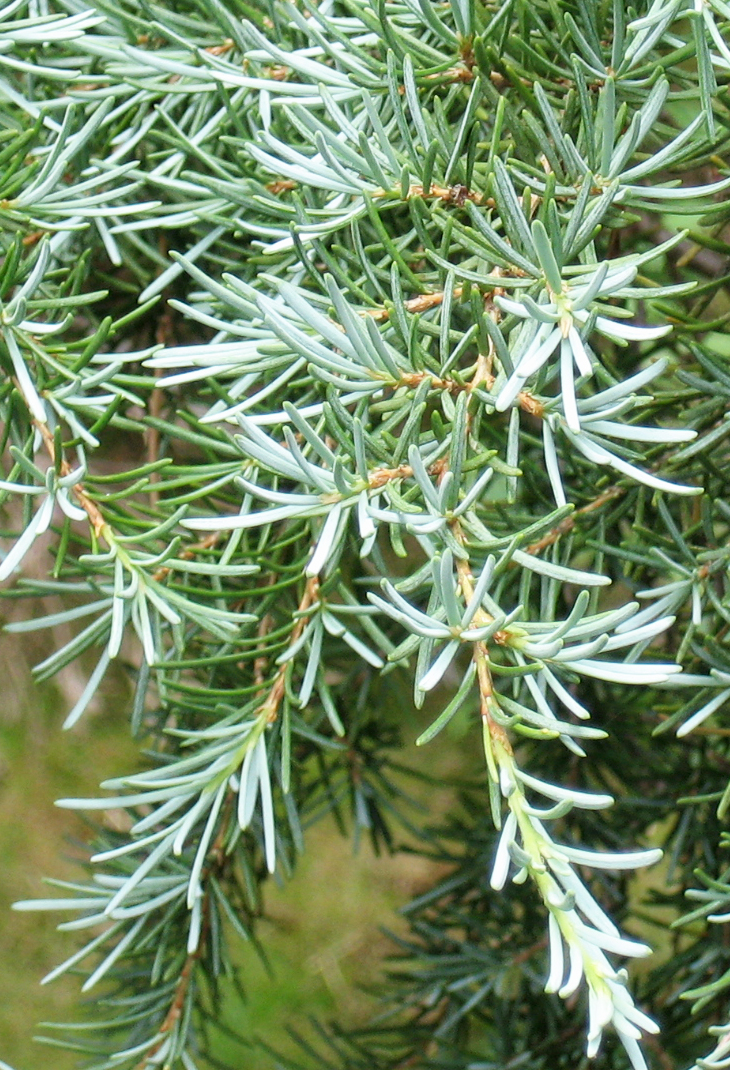 Mountain Hemlock photo 7
