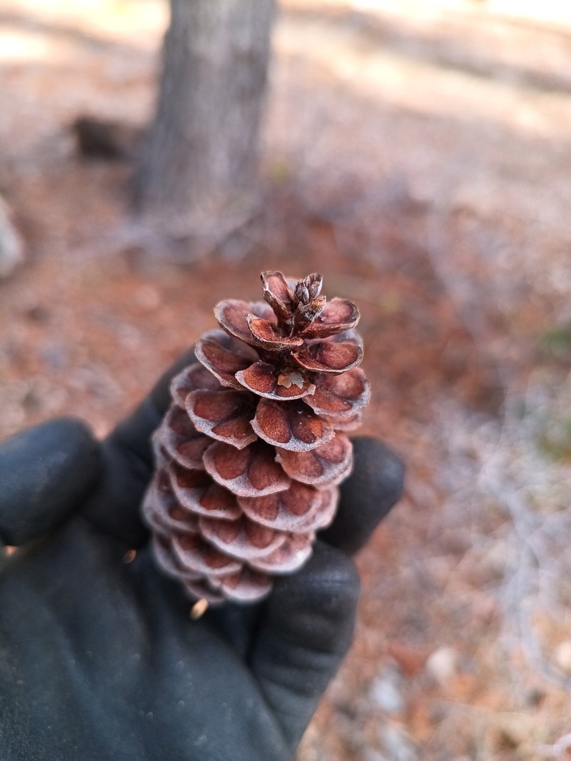Tsuga mertensiana subsp. grandicona
