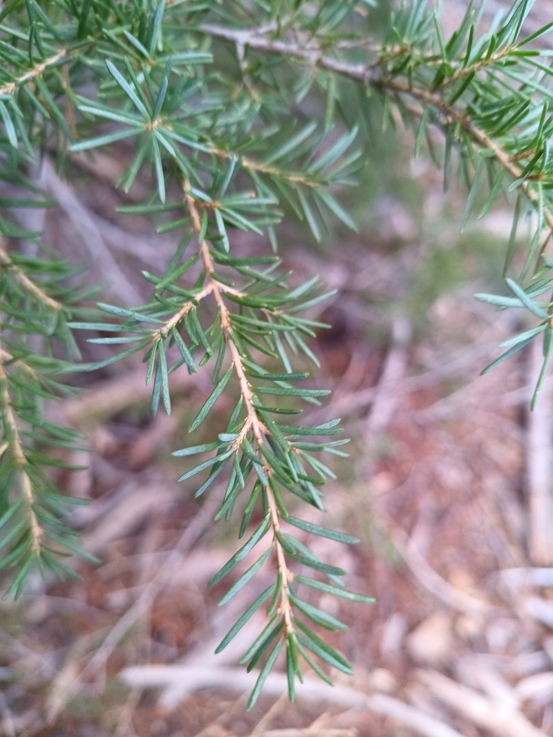Tsuga mertensiana subsp. grandicona photo 2