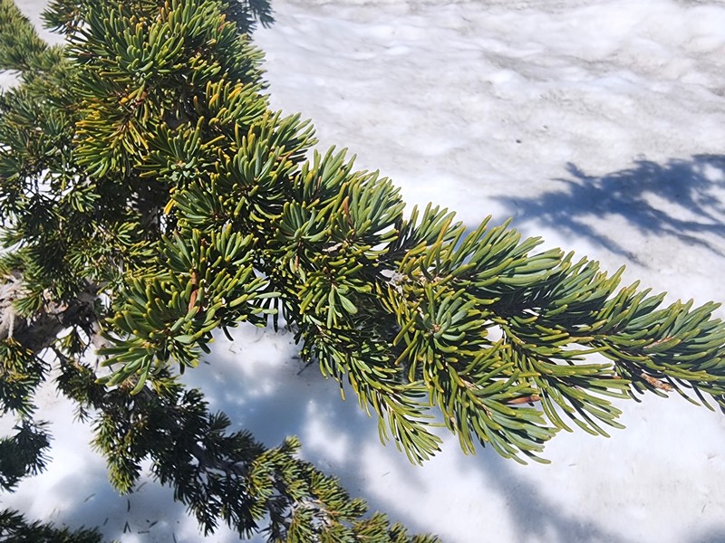 Tsuga mertensiana subsp. grandicona photo 3