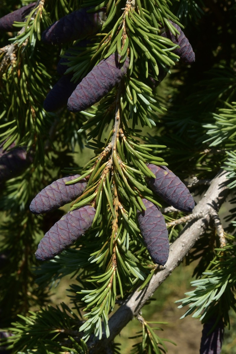 Tsuga mertensiana subsp. grandicona photo 4