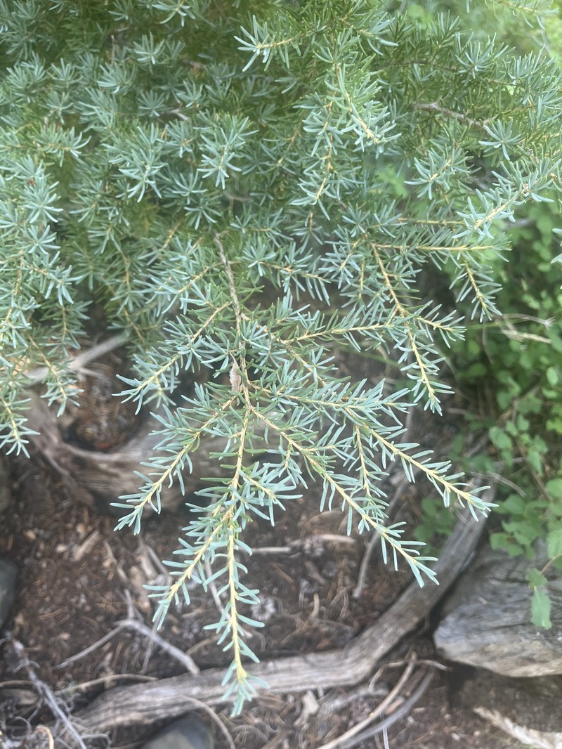 Tsuga mertensiana subsp. grandicona photo 5