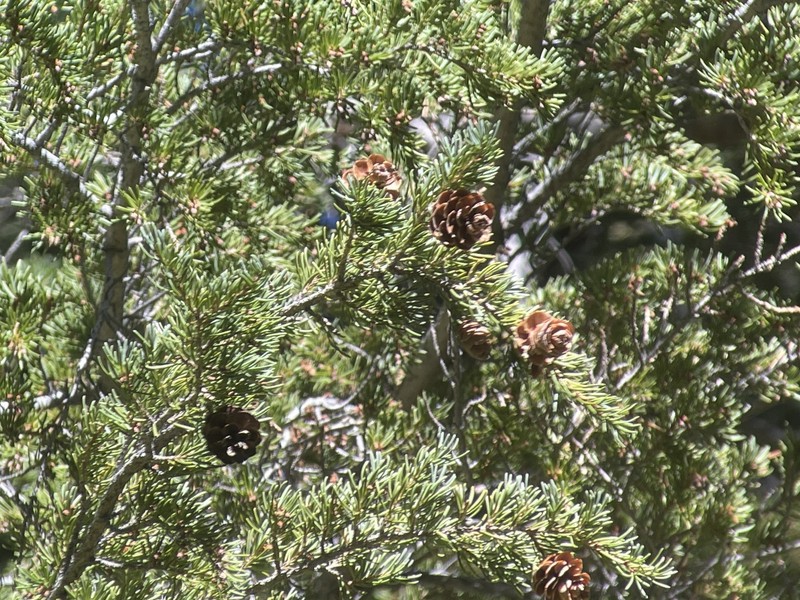 Tsuga mertensiana subsp. grandicona photo 6
