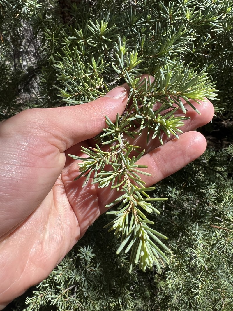 Tsuga mertensiana subsp. grandicona photo 7