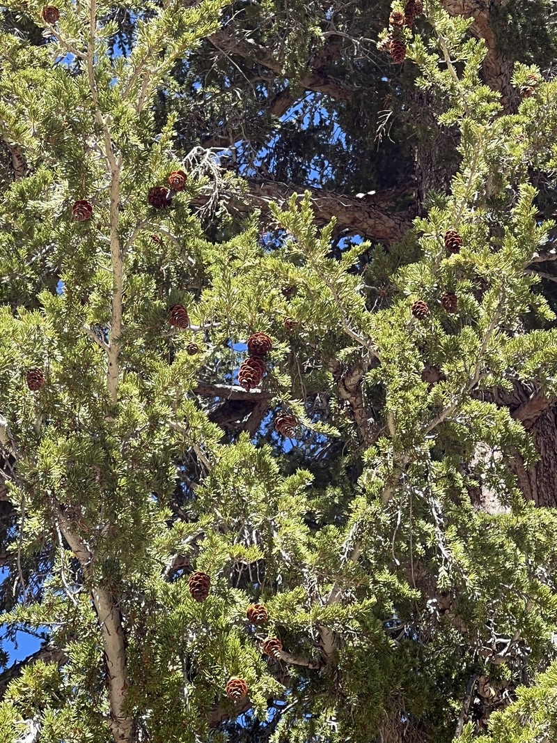Tsuga mertensiana subsp. grandicona photo 8