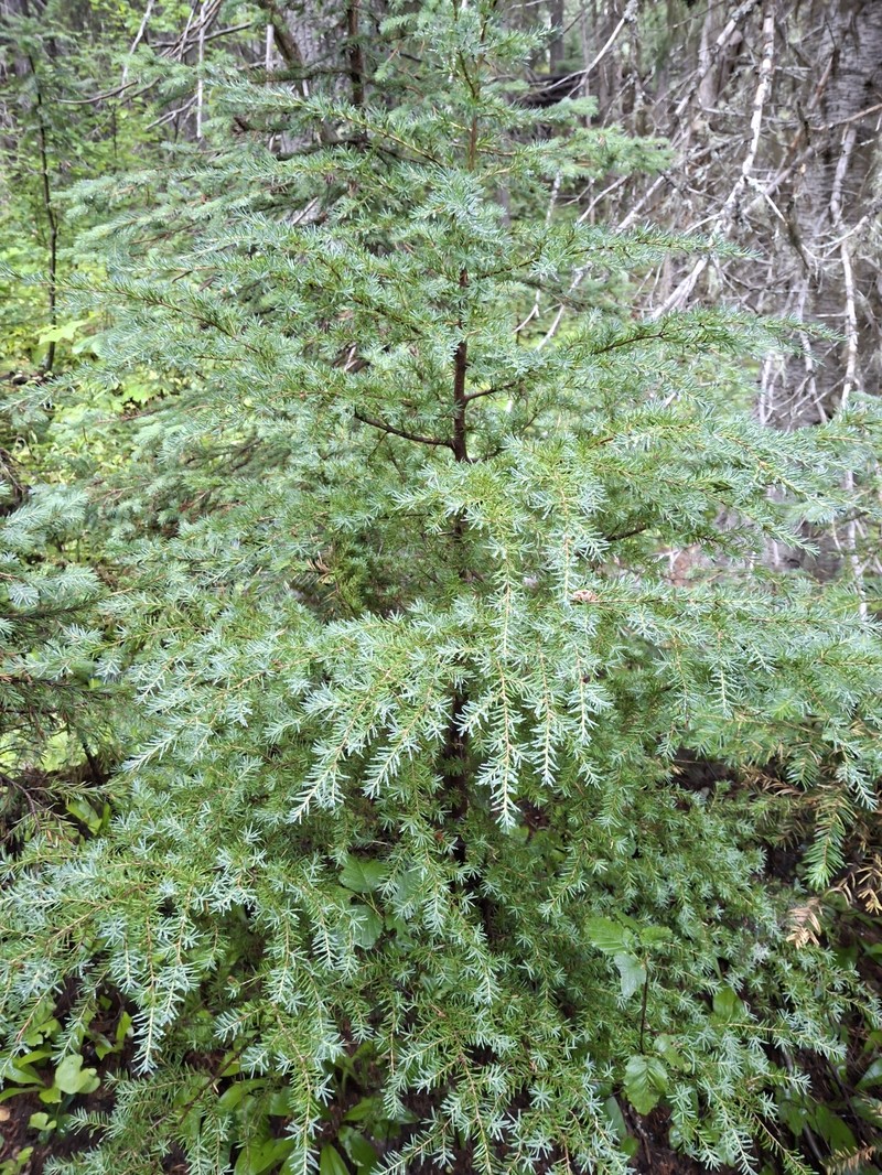 Tsuga mertensiana subsp. mertensiana photo 2