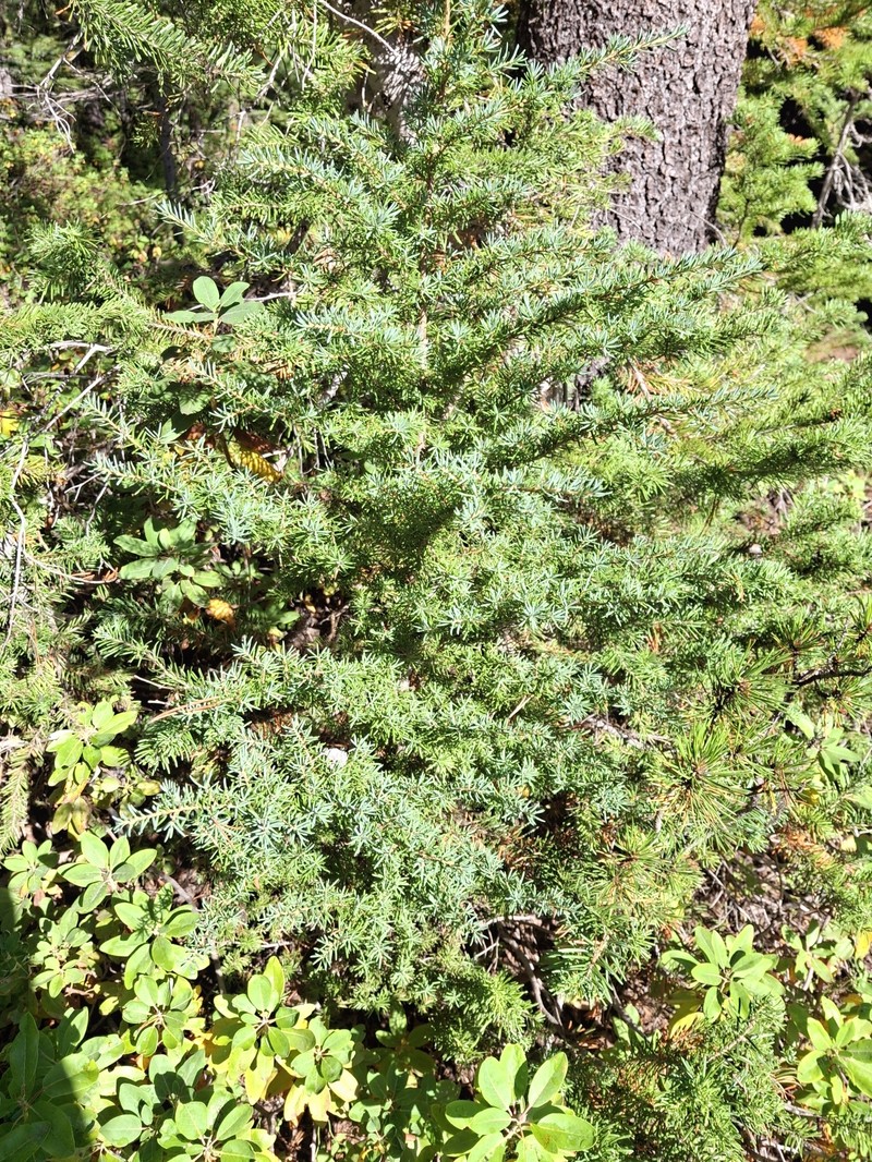 Tsuga mertensiana subsp. mertensiana photo 3
