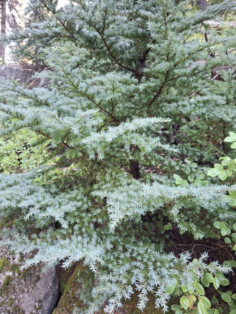 Tsuga mertensiana subsp. mertensiana photo 4