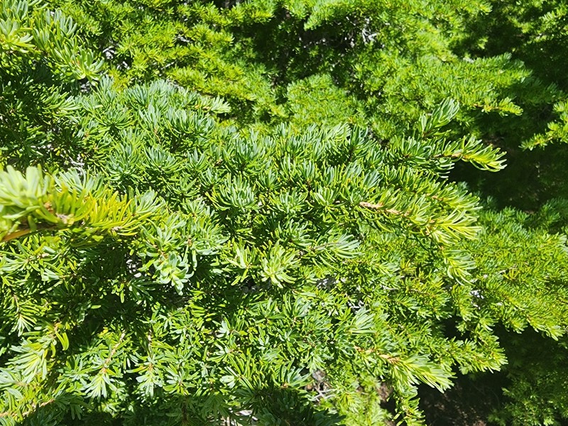 Tsuga mertensiana subsp. mertensiana photo 6