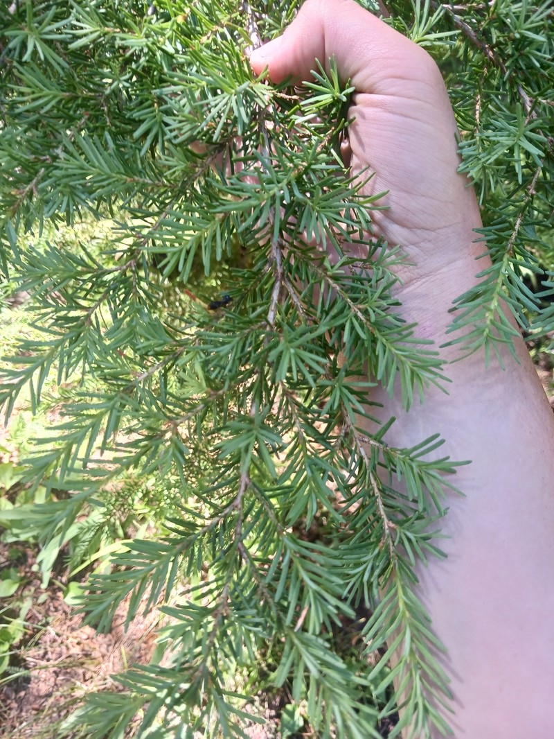 Tsuga mertensiana subsp. mertensiana photo 7
