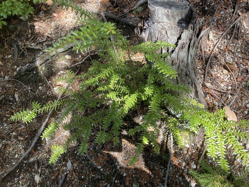 Tsuga sieboldii