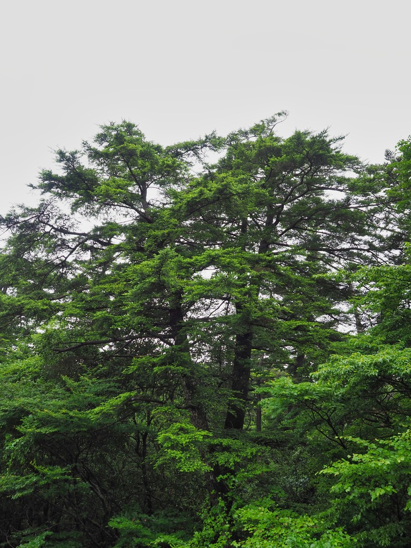Tsuga sieboldii photo 2