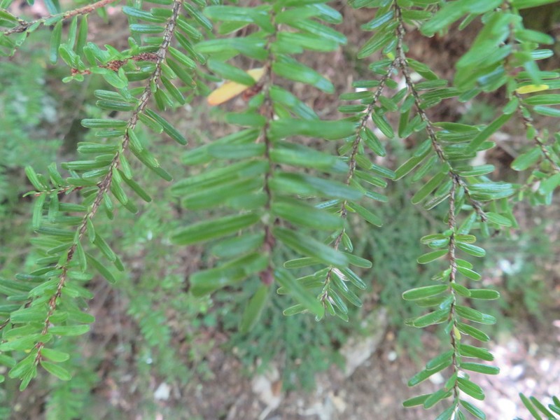 Tsuga sieboldii photo 4