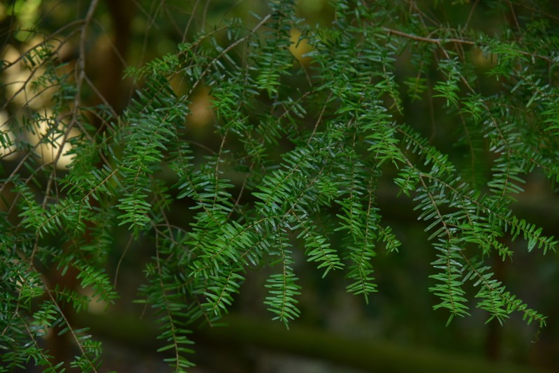 Tsuga sieboldii photo 5