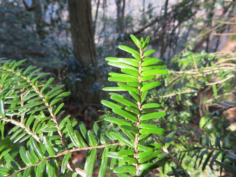 Tsuga sieboldii photo 6