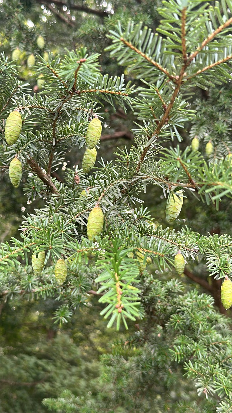 Tsuga ulleungensis photo 3