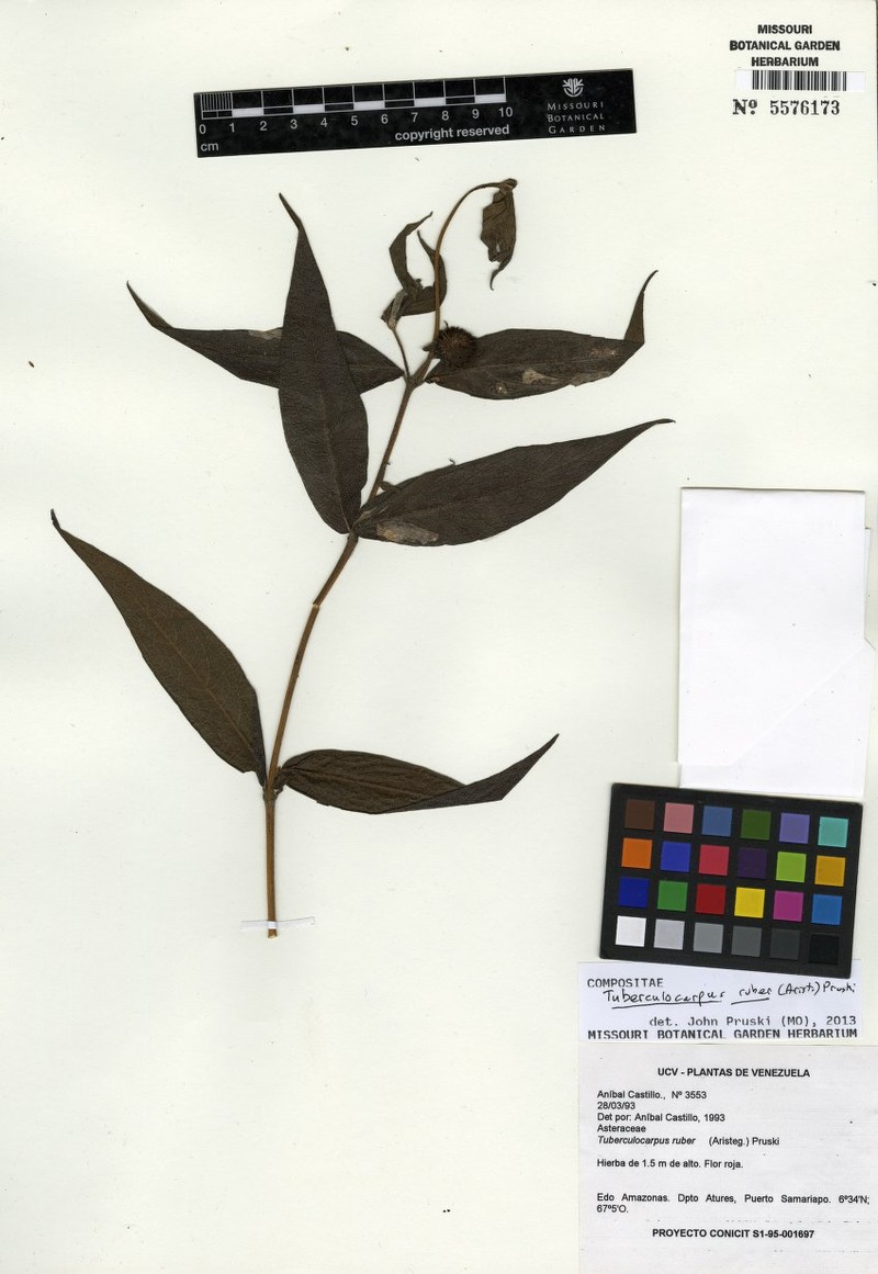 Tuberculocarpus ruber photo 2