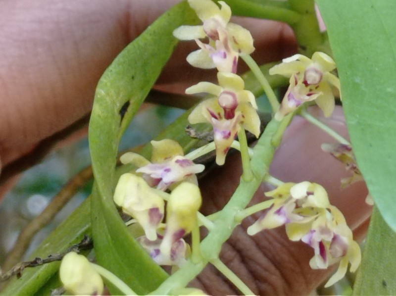 Tuberolabium zollingeri