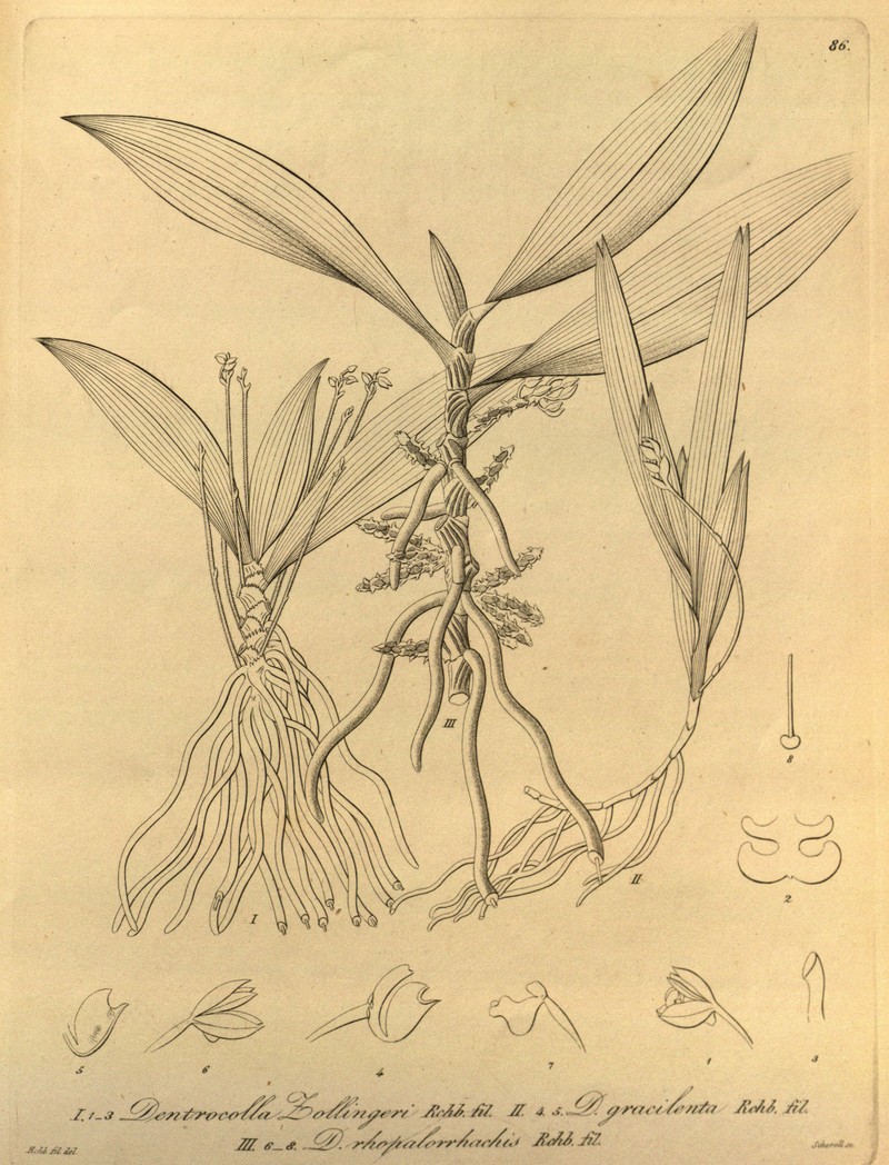 Tuberolabium zollingeri photo 2