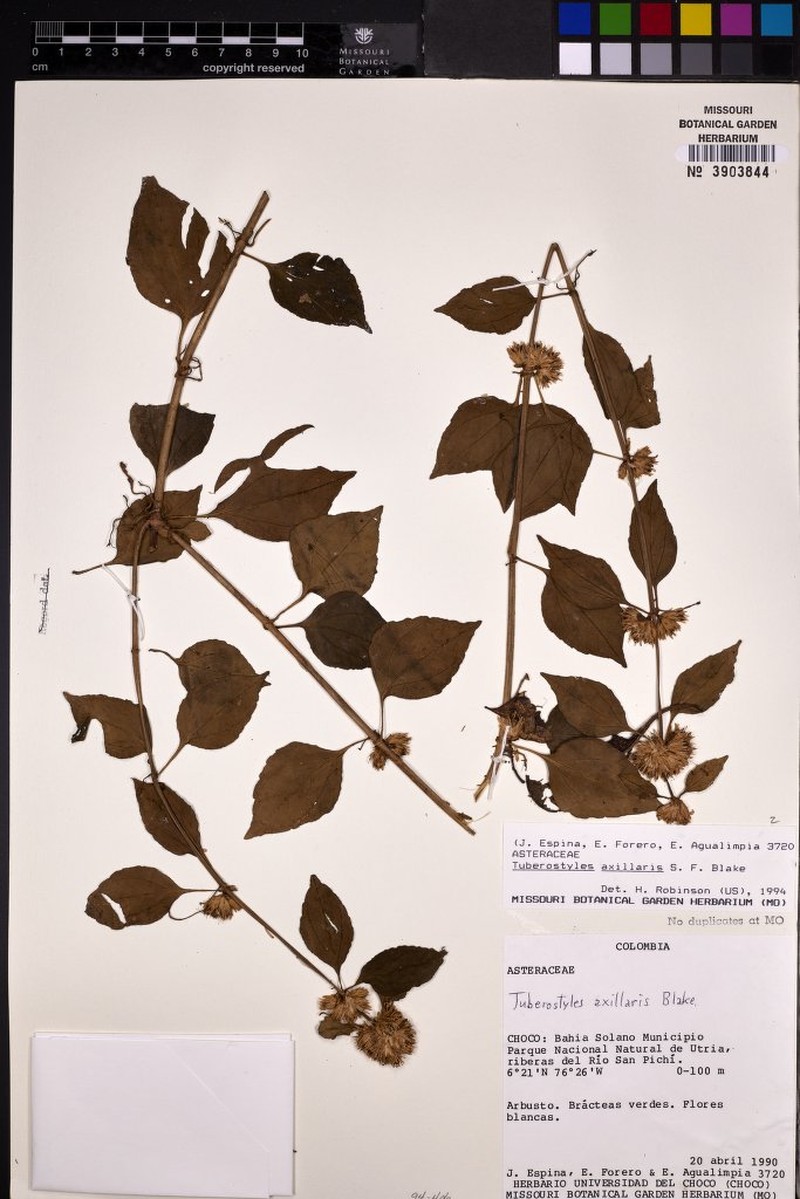 Tuberostylis axillaris