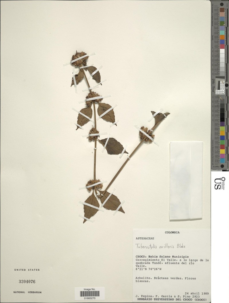 Tuberostylis axillaris photo 2