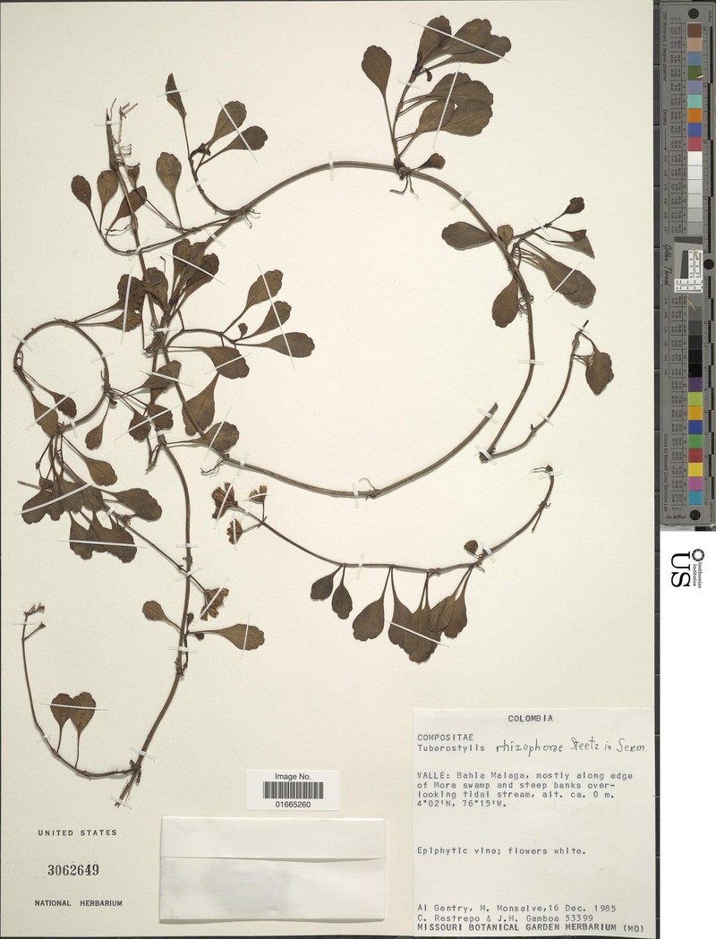 Tuberostylis rhizophorae