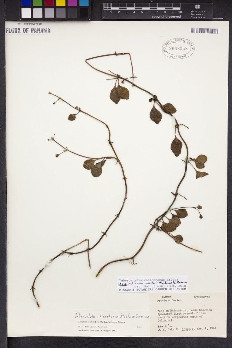 Tuberostylis rhizophorae photo 2