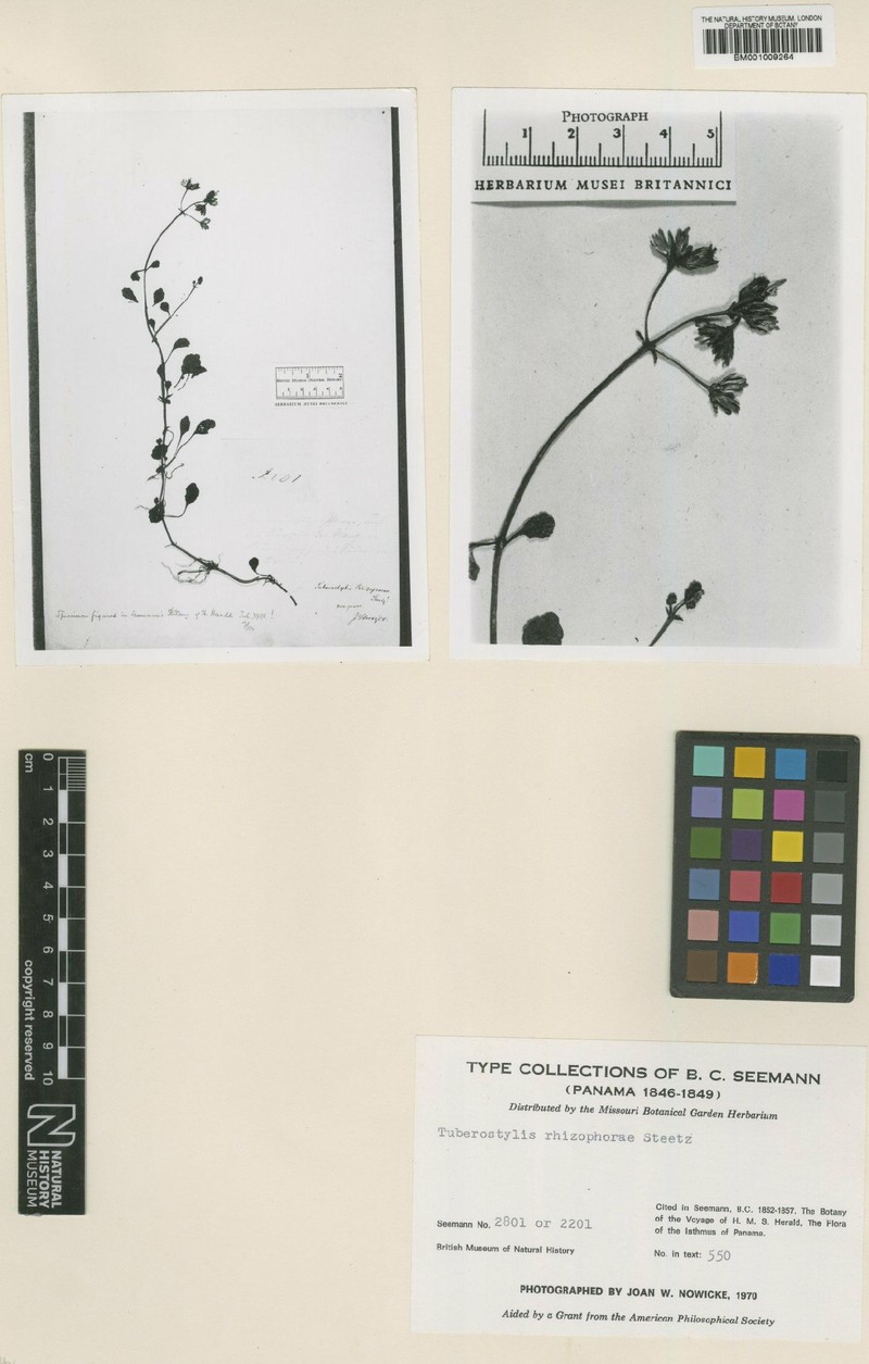 Tuberostylis rhizophorae photo 3