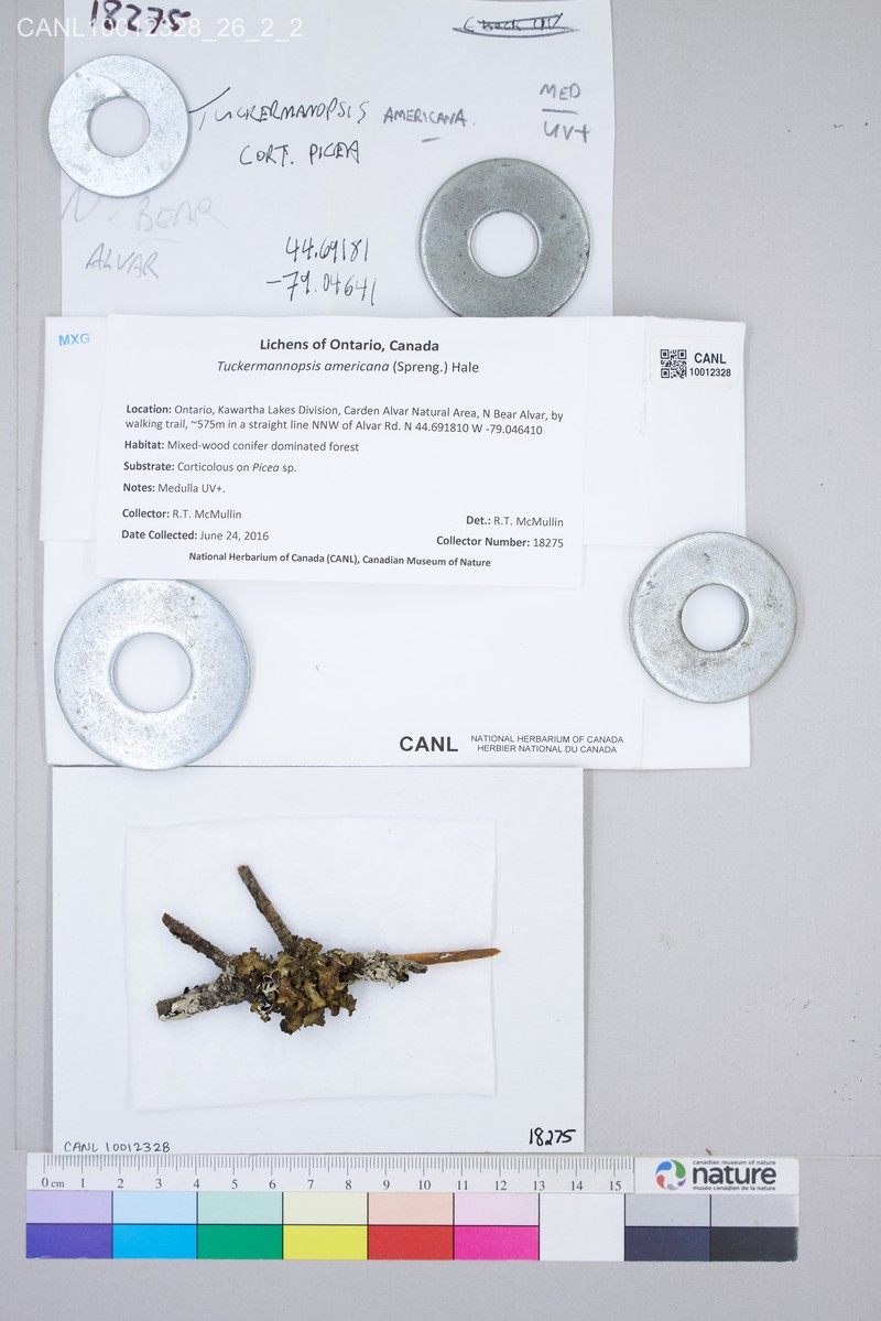 American Tuckermannopsis Lichen
