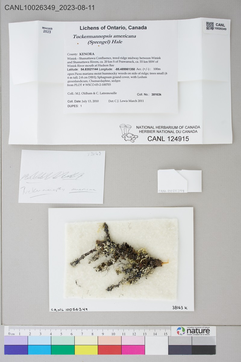 American Tuckermannopsis Lichen photo 2