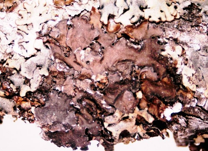 American Tuckermannopsis Lichen