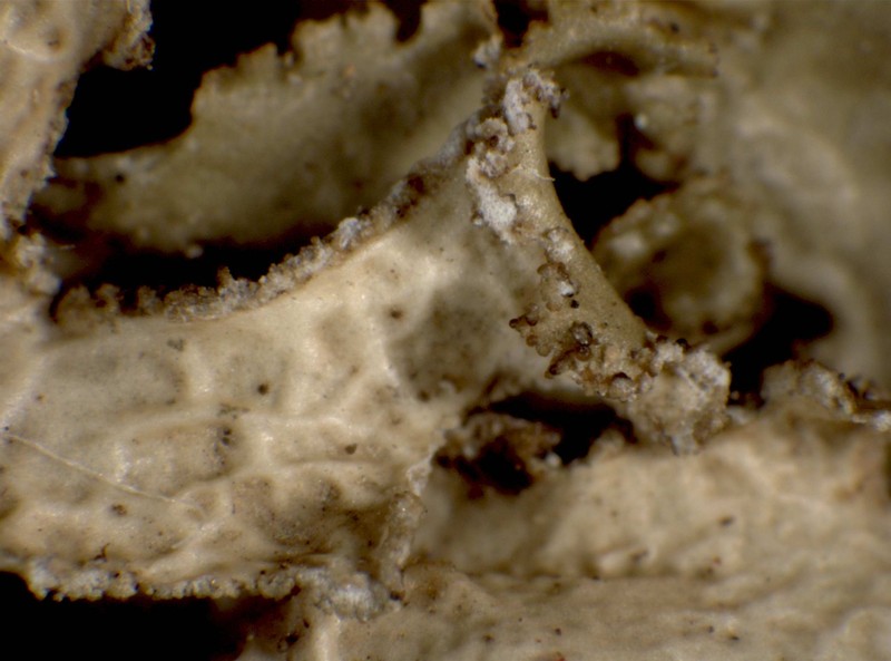 Greenleaf Tuckermannopsis Lichen photo 2