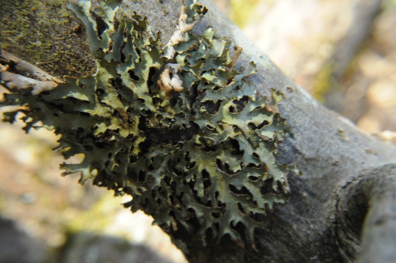 Tuckermannopsis Lichen photo 3