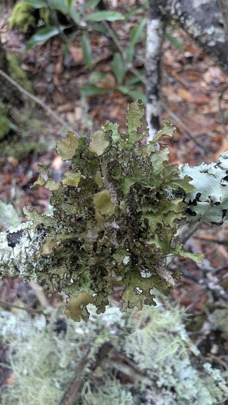 Tuckermannopsis Lichen photo 4