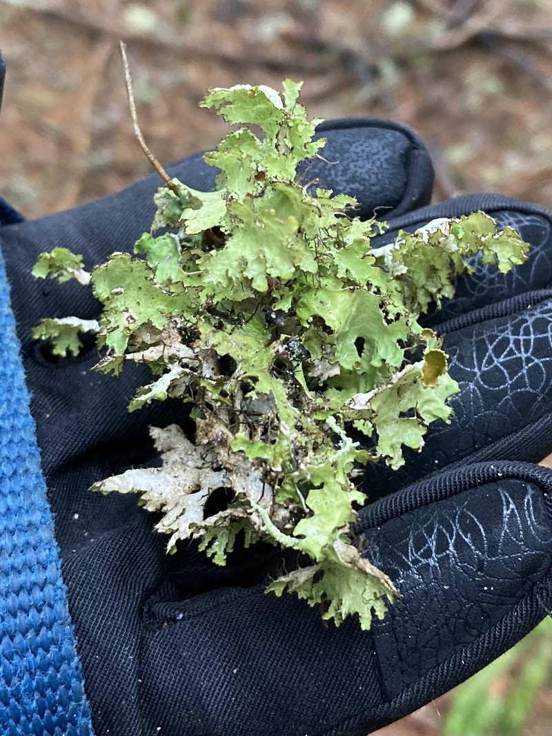 Tuckermannopsis Lichen photo 5