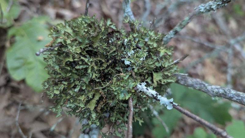 Tuckermannopsis Lichen photo 6