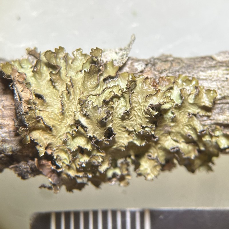Tuckermannopsis Lichen photo 7