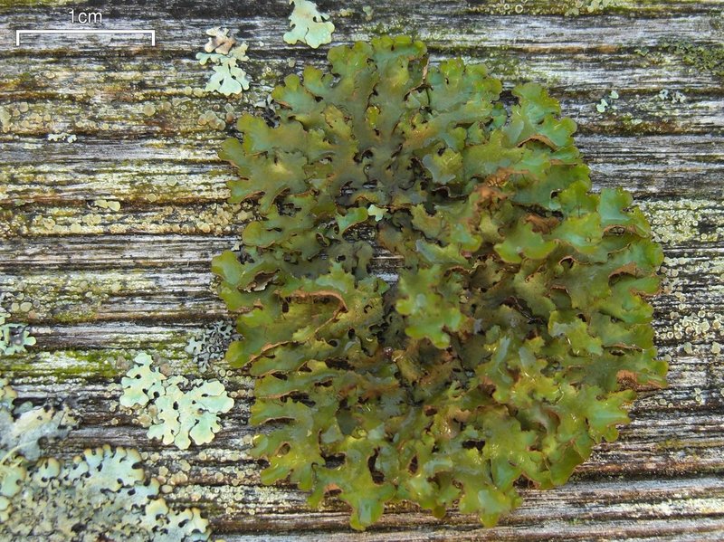 Tuckermannopsis Lichen photo 6